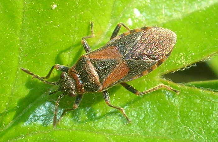 Arocatus melanocephalus (Heteroptera, Lygaeidae)